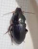 Harpalus dimidiatus